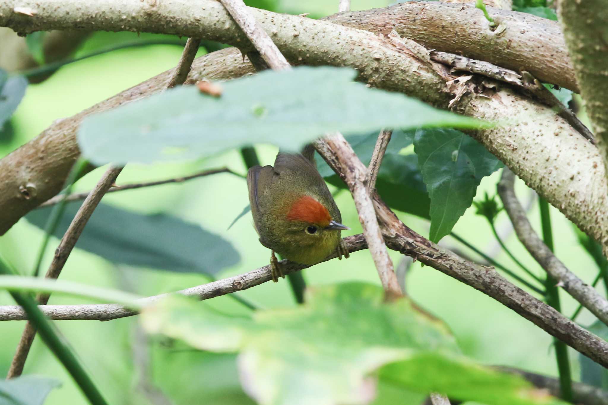 Rufous-capped Babbler