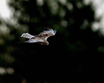 Hen Harrier Watarase Yusuichi (Wetland) Wed, 11/23/2016