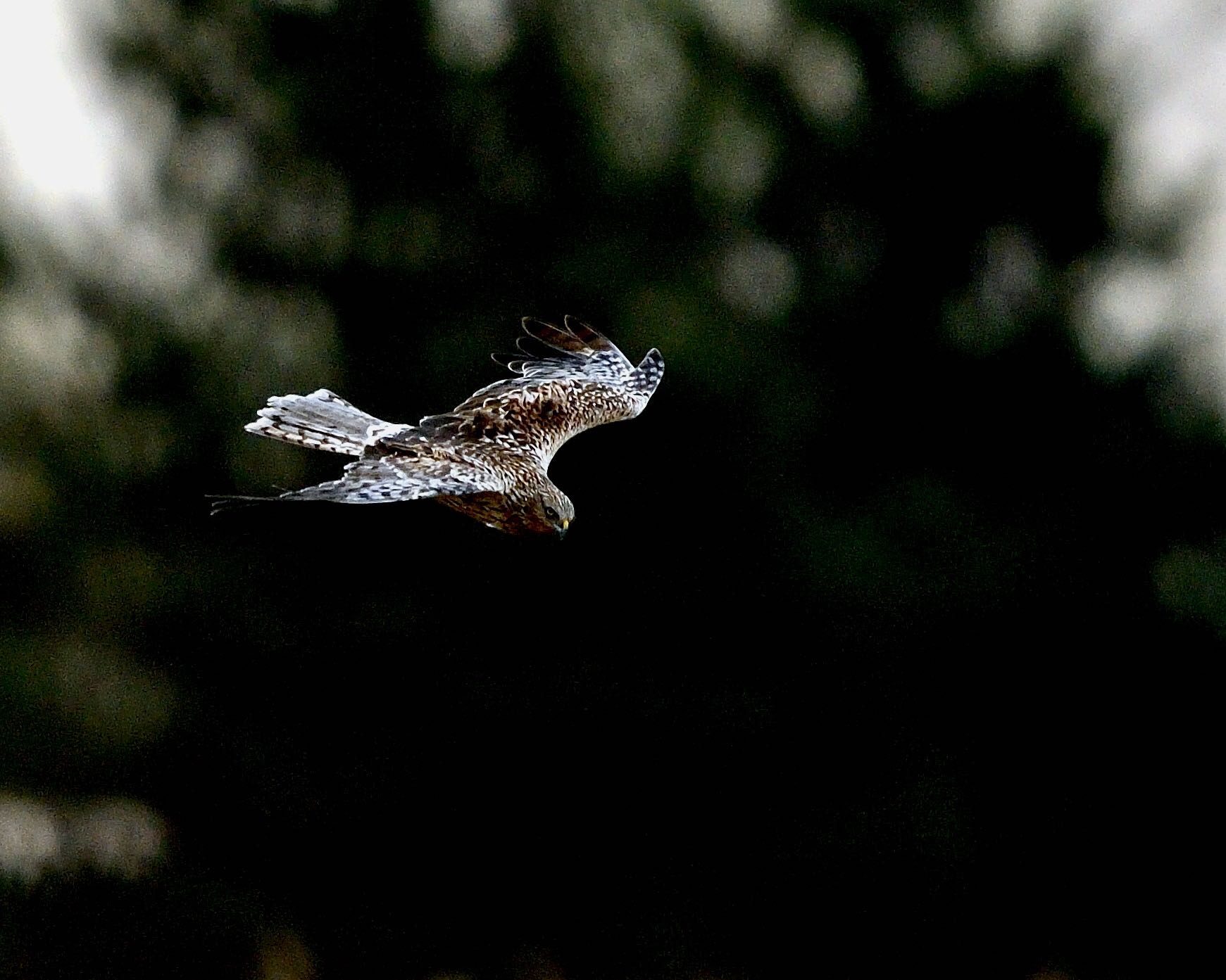 Photo of Hen Harrier at Watarase Yusuichi (Wetland) by ちびすけ