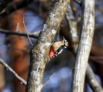 Great Spotted Woodpecker 佐久市 Fri, 1/1/2021