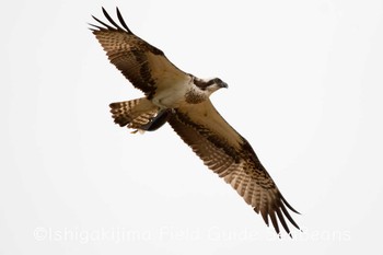 Fri, 1/1/2021 Birding report at Ishigaki Island