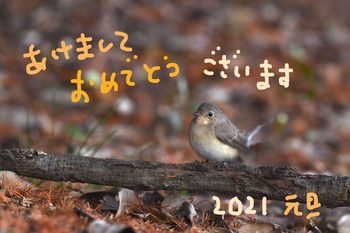 Red-breasted Flycatcher Unknown Spots Unknown Date