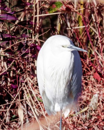 Little Egret Inokashira Park Thu, 12/31/2020