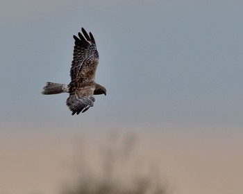 Hen Harrier Watarase Yusuichi (Wetland) Wed, 11/23/2016