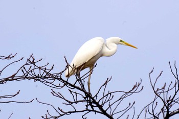 Great Egret 南浅川 Tue, 12/29/2020