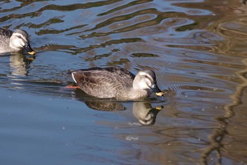 Eastern Spot-billed Duck Inokashira Park Thu, 12/31/2020