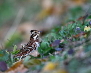 Rustic Bunting Mine Park Wed, 11/23/2016