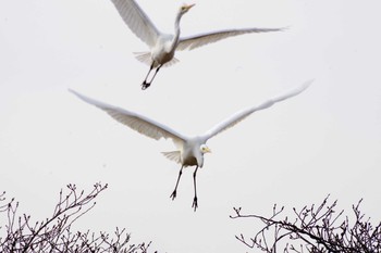 Great Egret 南浅川 Tue, 12/29/2020