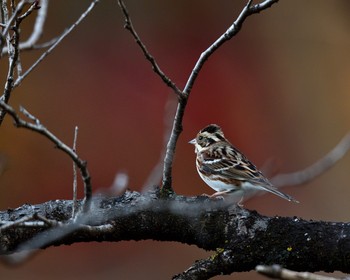 Rustic Bunting Mine Park Wed, 11/23/2016