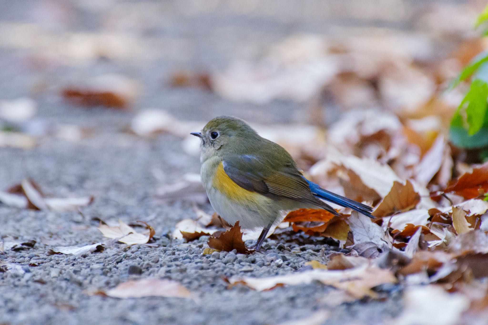 明治神宮 ルリビタキの写真 by Marco Birds