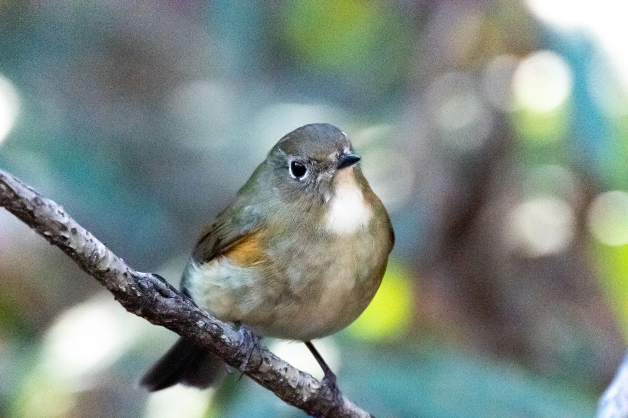 明治神宮 ルリビタキの写真 by Marco Birds