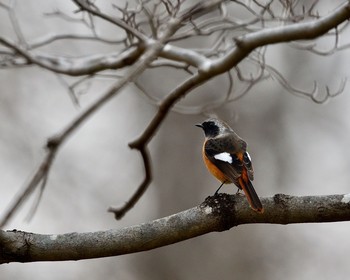 Daurian Redstart Mine Park Wed, 11/23/2016