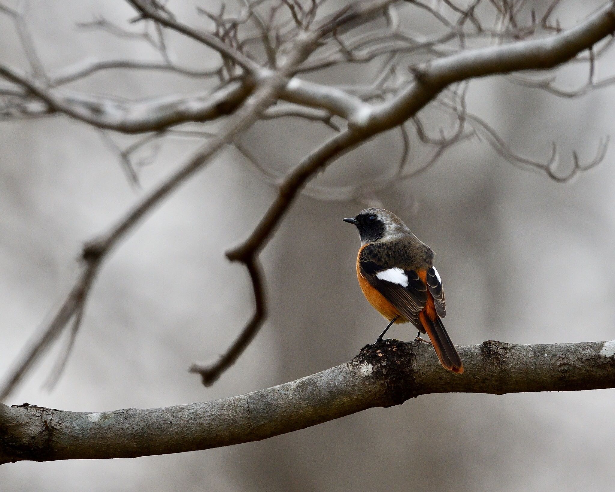 Photo of Daurian Redstart at Mine Park by ちびすけ