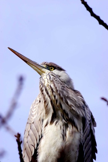 Grey Heron 南浅川 Tue, 12/29/2020