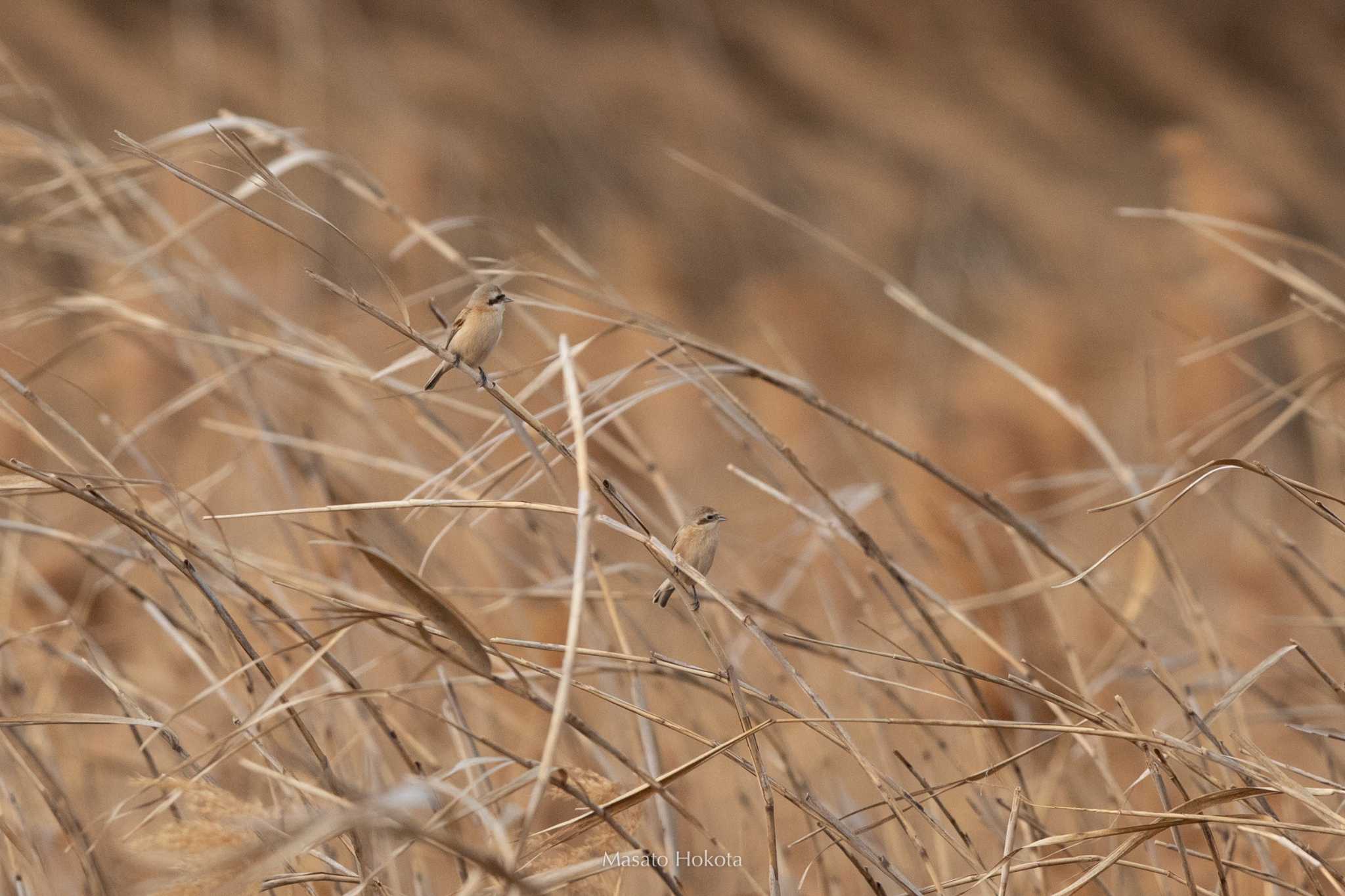 Photo of Chinese Penduline Tit at 江内川河口 by Trio