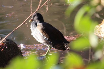 2021年1月2日(土) 石神井公園の野鳥観察記録