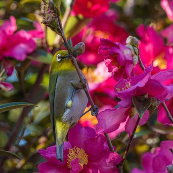 Warbling White-eye 室見川 Sun, 12/6/2020