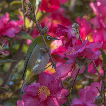 Warbling White-eye 室見川 Sun, 12/6/2020