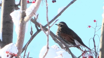 Dusky Thrush Makomanai Park Sat, 1/2/2021