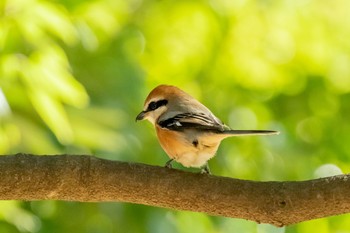 2021年1月2日(土) 代々木公園の野鳥観察記録