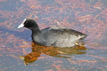 Eurasian Coot Ukima Park Sat, 1/2/2021