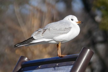 Black-headed Gull Ukima Park Sat, 1/2/2021