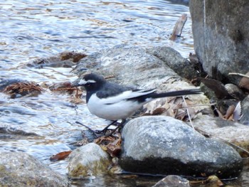 2021年1月2日(土) 錫杖湖の野鳥観察記録