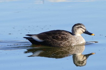 Eastern Spot-billed Duck Ukima Park Sat, 1/2/2021