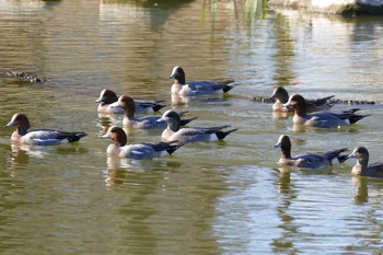 アメリカヒドリ 都立浮間公園 2021年1月2日(土)