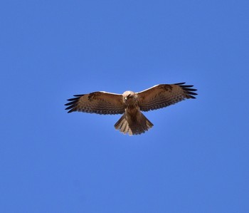 Eastern Buzzard Watarase Yusuichi (Wetland) Tue, 1/26/2016