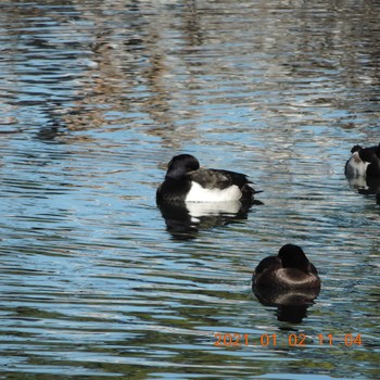 Tufted Duck 横十間川 Sat, 1/2/2021