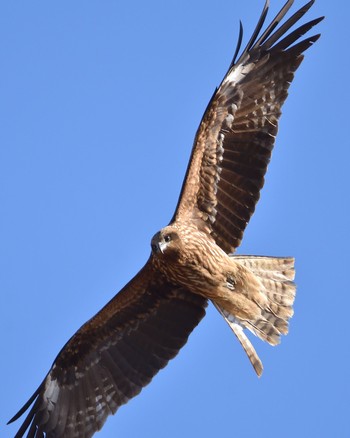 Black Kite Watarase Yusuichi (Wetland) Thu, 2/11/2016