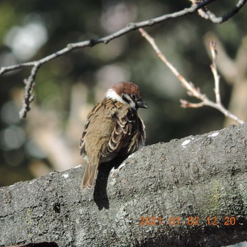 Eurasian Tree Sparrow 横十間川 Sat, 1/2/2021