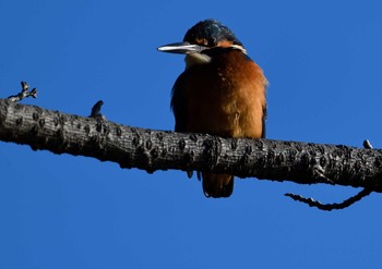 Common Kingfisher 薬師池公園-1 Sat, 1/2/2021