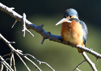 Common Kingfisher 薬師池公園-1 Sat, 1/2/2021