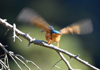 Common Kingfisher 薬師池公園-1 Sat, 1/2/2021