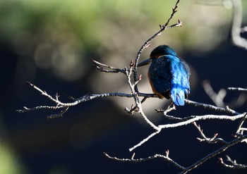 Common Kingfisher 薬師池公園-1 Sat, 1/2/2021