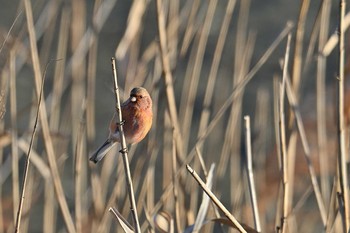 ベニマシコ 芝川第一調節池(芝川貯水池) 2020年12月16日(水)