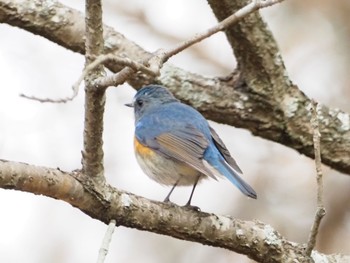 Red-flanked Bluetail 日岡山公園 Fri, 1/1/2021