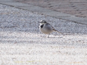 White Wagtail 日岡山公園 Fri, 1/1/2021