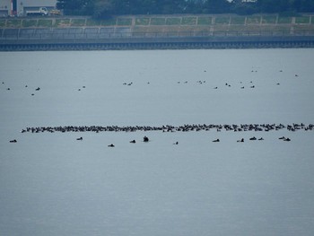 ハジロカイツブリ 葛西臨海公園 2016年11月14日(月)