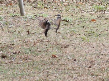 Dusky Thrush 日岡山公園 Fri, 1/1/2021