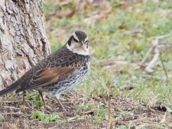 Dusky Thrush 日岡山公園 Fri, 1/1/2021