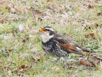 ツグミ 日岡山公園 2021年1月1日(金)