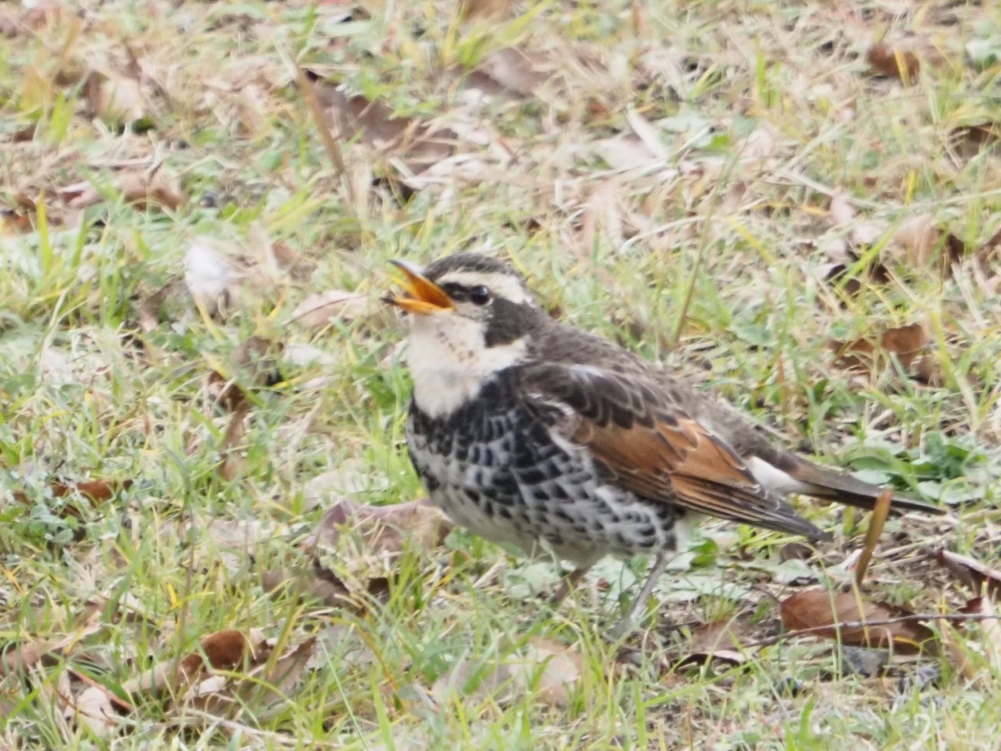 日岡山公園 ツグミの写真 by まさ