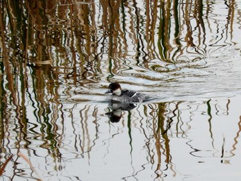 Smew 芝川第一調節池(芝川貯水池) Tue, 11/15/2016