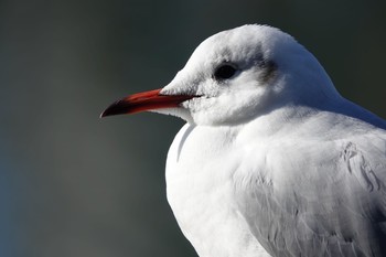 2021年1月2日(土) 東京都の野鳥観察記録
