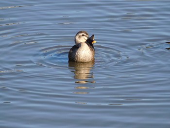 2021年1月2日(土) 小林物木調整池の野鳥観察記録