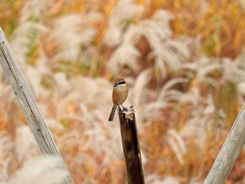 2016年11月15日(火) 芝川第一調節池(芝川貯水池)の野鳥観察記録