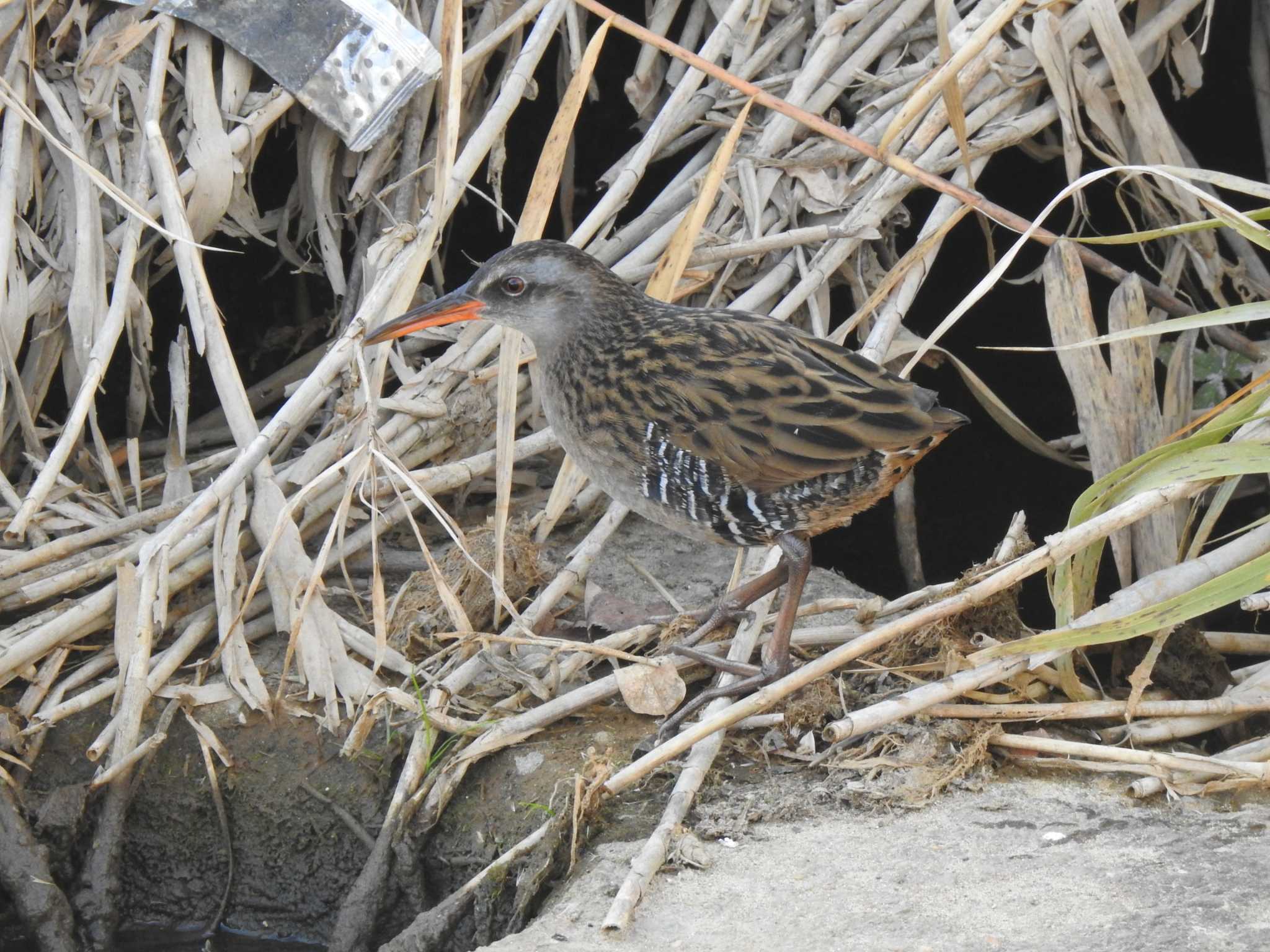 Brown-cheeked Rail